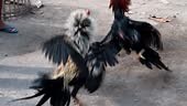 footage of two roosters are fighting in the field