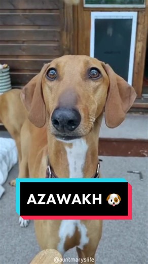 Azawakh Dog: Characteristics, Puppies, and More