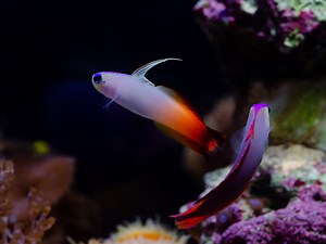 The Complete Purple Firefish Care Guide