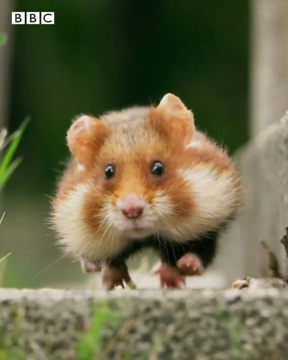 Seven unique continents, each one full of life. Take a closer look at our extraordinary planet with Sir David Attenborough in Seven Worlds, One Planet, streaming now on BBC iPlayer. | BBC iPlayer