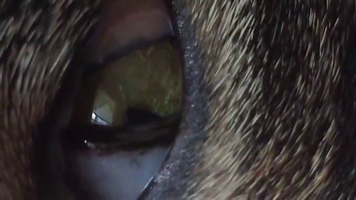 What Do Cats See Through Their Eyes? (MYSTERIOUS FELINE VISION)