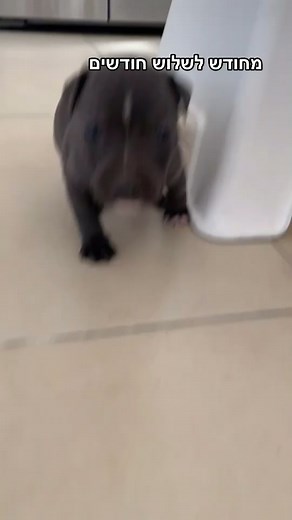 #pitbull #bluenose #pappy #bluenosepitbullpuppy #bluenosepitbull #blue #nose #puppy #jango מחודש לשלושה חודשים