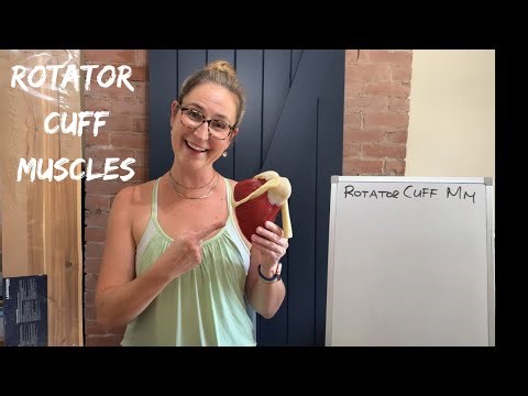 Rotator Cuff Muscles - Attachments and Actions