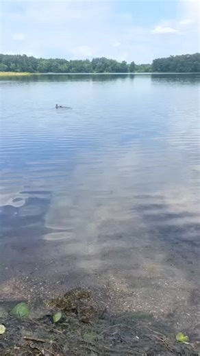 Springfield Police Department on Reels