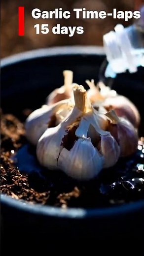 “Garlic Growing Time-Lapse 🌱 From Cloves to Harvest”