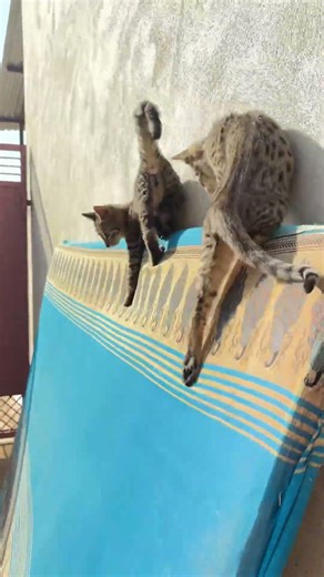 kitten meowing to attract cats