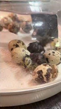 Chicks hatch themselves & it’s not as easy as it looks! 🐣✨ #hatching #chicks #incubator #education