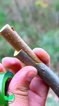 Amazing Tree Grafting Technique | Fast Plant Growth & High Yield🌱