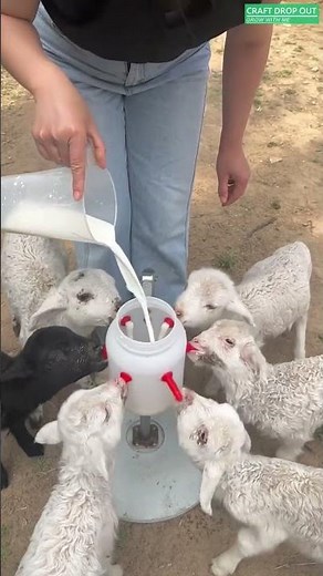 🐑🥛 Ingenious Multi-Nipple Milk Feeder for Baby Lambs