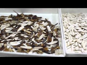 Laboratory Type Sorting Machine: Sunflower Seed Test - AKY Technology