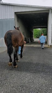 10K reactions · 1.2K shares | Follow "Rock" onto the scales to see his weight. He is a heavy weight pulling horse. | Snider's Elevator Inc | Facebook