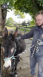 6.5K views · 781 reactions | Happy birthday to our wonderful adoption donkeys Nollaig, Echo and Roma  Find out more about adopting a donkey ➡️ bit.ly/3f2Ugq0 | The Donkey Sanctuary Ireland | Facebook
