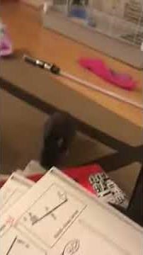 Naughty bunny throws a bunny temper tantrum.