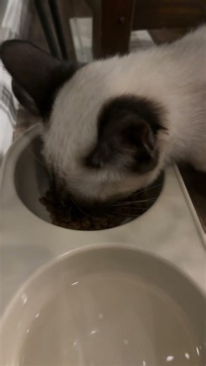 Num num yummy in my tummy #sagetheecat