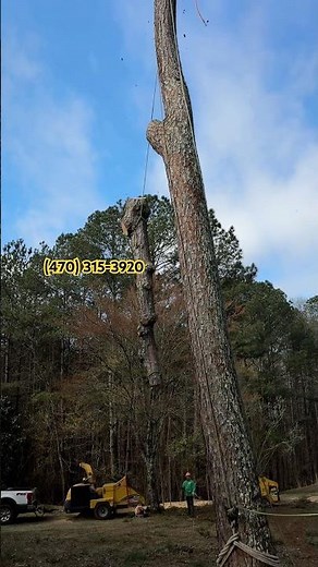 Tree Service