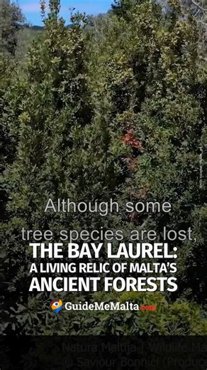 The Bay Laurel, known locally as Rand 🌿, is one of the oldest native trees still growing in Malta - a quiet survivor of our ancient Mediterranean forests 🌳 🎥 Facebook - Natura Maltija - Wildlife Malta | GuideMeMalta.com