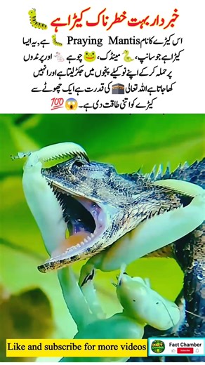 Deadly Power of Praying Mantis 😱🐛 #PrayingMantis #wildlife #trending #viral #shorts