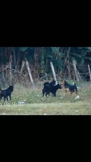 Street Dogs Mating: Real Canine Behavior