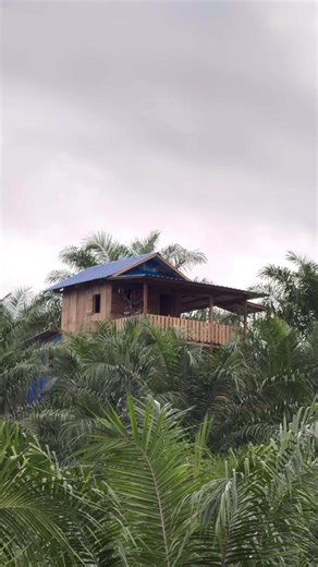 Menjelajahi Kebun Sawit di Kalbar