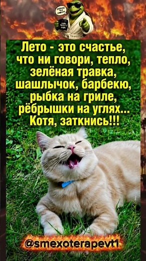 😂 Лето — это счастье! Котя, заткнись! 😹🔥#смех #юмор #мем #рекомендации