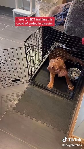 Effective Crate Training Tips for Dogue de Bordeaux Puppies