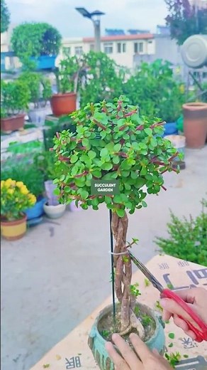 Beginner Succulent Care: How to Keep Your Plants Alive & Thriving!