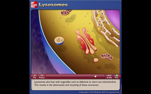 溶酶体（Lysosomes）-动画