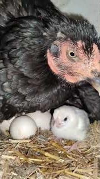 Real Egg Hatching Process | Cute Baby Chicks