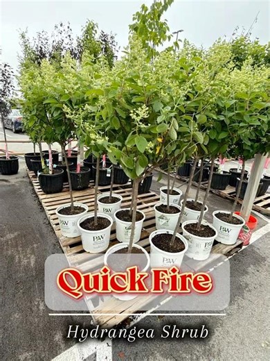 Hydrangea “Quick Fire” planting | Hortensia #garden #gardening #plants #jardin