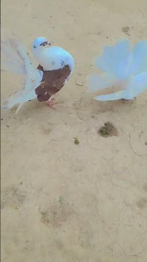 #Cute Pigons #🕊🕊🕊#qqqqqqqqqqqqqq