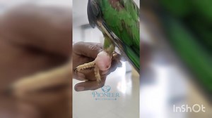 Bumble Foot In Parrot | Doctor of Veterinary Medicine