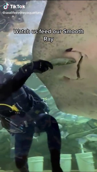 Feeding a Giant Smooth Ray: Watch How Stingrays Eat!