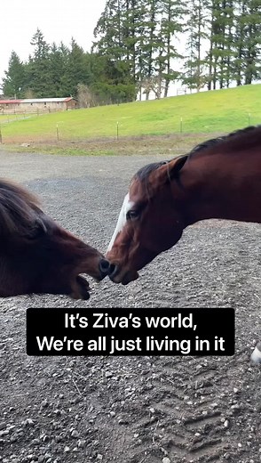 3.8K views · 172 reactions | Boss mare Ziva! 臘‍♀️路‍♀️ | Double Z Farm | Facebook