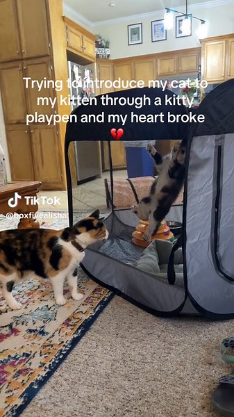Its been almost a month of very slow introductions. She just loves her big sister 😭 #catsoftiktok #catmom #cats #kittensoftiktok #kittens