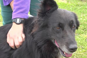 Liyah, border collie de 6 ans est à adopter à l'APA du Puy-de-Dôme