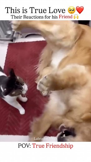 421K views · 10K reactions | Try not to cry 梁. Their unconditional love will definitely melt your heart ❤️. . . . . #dogs #cats #unconditional #bond #golden #retriever #goldenretriever #dog #breed #cat #true #love #friendship #truelove #truefriendship #reels #viral | Labrador Vlogs | Facebook