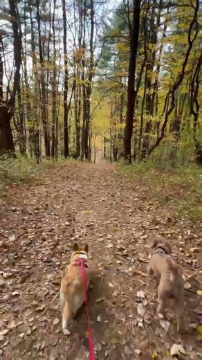 Autumn Trail Walk with Fable | Upstate New York