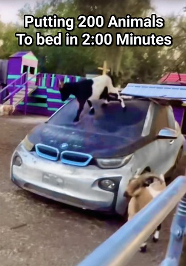 Nighttime Routine for Happy Farm Animals Explained