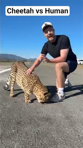 cheetah vs human
