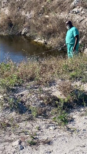 A lite 50 pcs #crappiefishing #crappie #fishing #fish #limit #motion #ebikelife