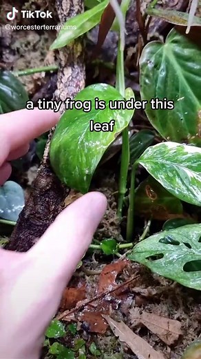 Adorable Glass Frogs: A Closer Look at Nature's Cutest Amphibians