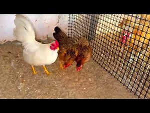 Biggest fancy hens setup | Sebright ,Bantam ,Silkie, Onagadori, | How to care Chickens daily