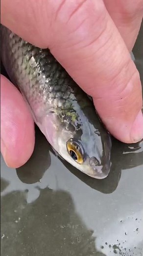 How To Fish The Waggler