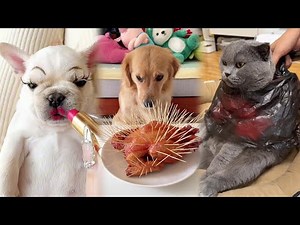 Collection of Funny Cats and Dogs Videos | FUNNIEST PETS