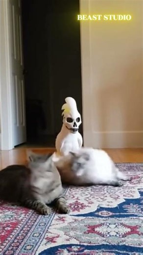 Cat vs Skeleton: The Ultimate Showdown! 😺💀 #shorts
