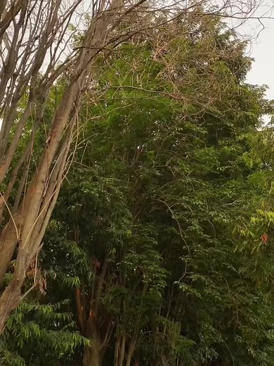 slien (@sliencher)’s videos with Dia - all