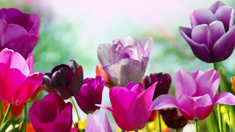 Relaxing Instrumental Music for Stress Relief | Relaxing Tibetan Meditation Music