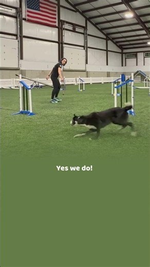 Do we use verbals in OneMind Dogs method?
