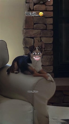 Wait for end #oms_fans#funny #thetharpuns #OMS_k_fans #comedy