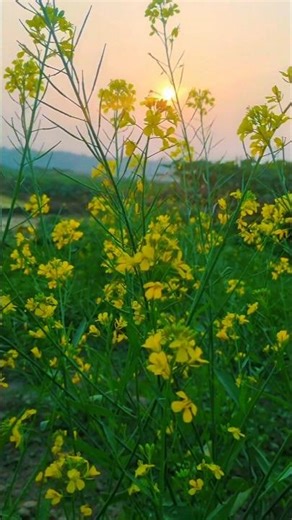 Sunlight Kissed Mustard Field🌼✨ #mustard #shorts #trending #winter #viral #nature #sunlight